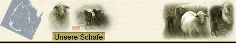 Banner_Schafe